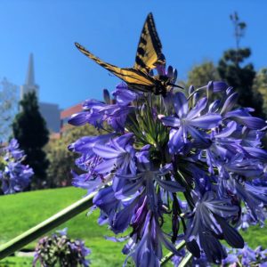 Butterfly on a flower. Beauty is everywhere.