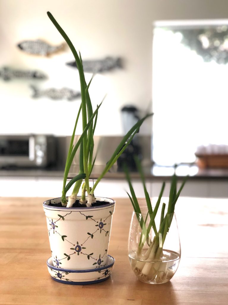 Root the bottom few inches of green onions in water or soil to make new green onions.