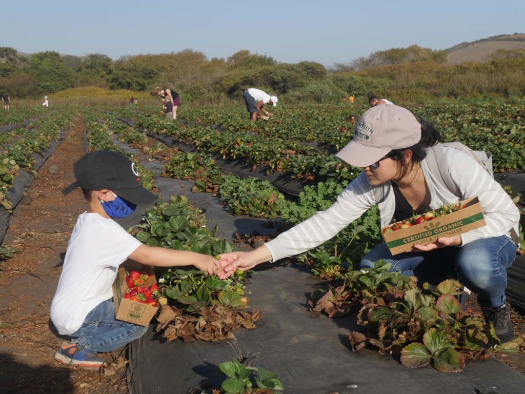 Have fun with kids on out-of-town day trips to a farm, where you can be distanced in open fields. Here, the family picks strawberries.