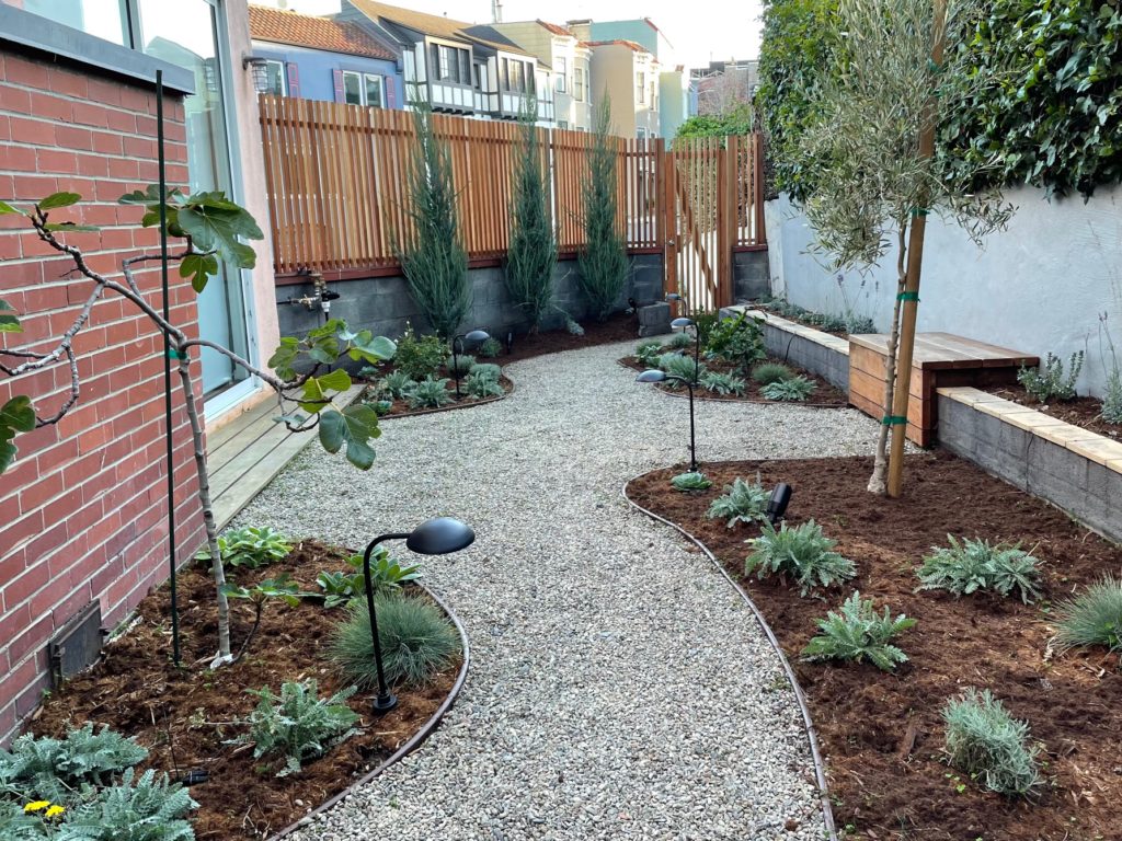 For this Provencal garden renovation: Skyrocket junipers planted at the redwood fence, fig tree at left, olive tree at right.