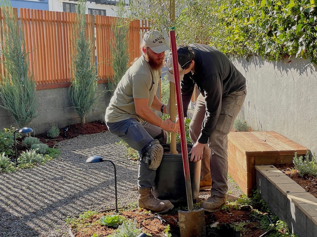 Two gardeners planting an olive tree.