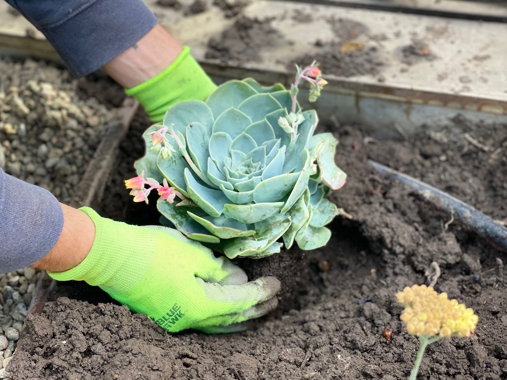 Planting hen and chicks,  a drought-resistant succulent.