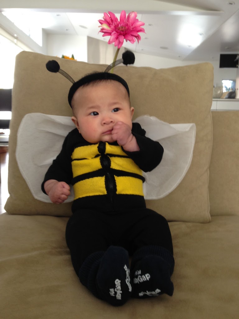A baby's bee Halloween costumes starts with a black sleeper.