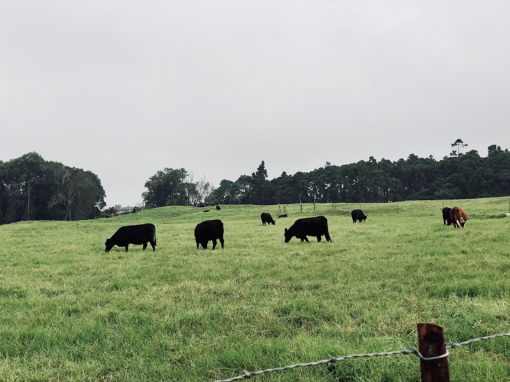 A Waimea pasture with cattle grazing. It's not the typic scene tourists expect from Hawaii.