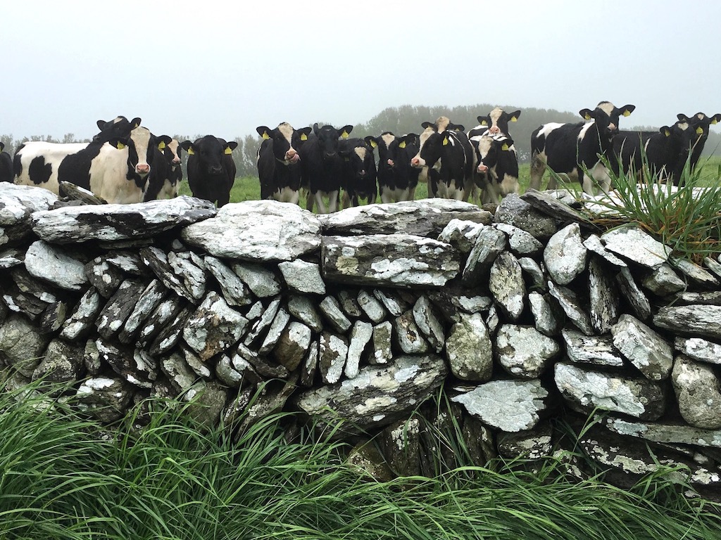 Dairy cows in Ireland eat lush pasture grass to produce quality milk for butter and cheeses.