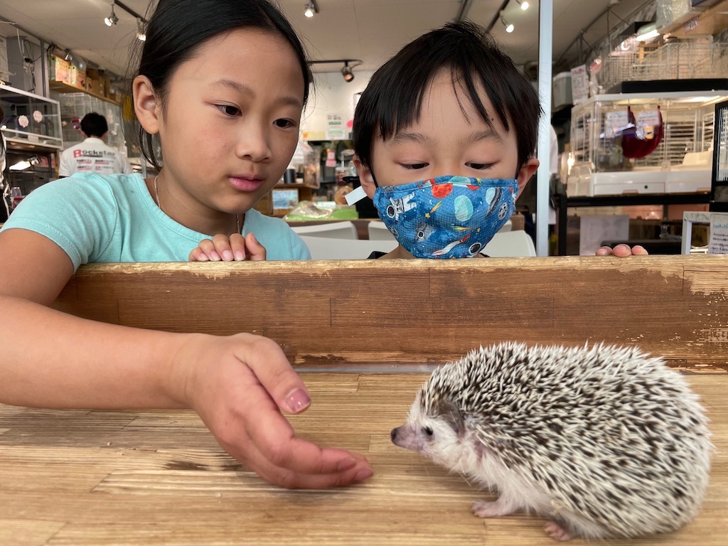Seek out interesting experiences when traveling with kids. In Osaka, Japan, kids pet a hedgehog at a small animal cafe, where you can get a snack and interact with animals.
