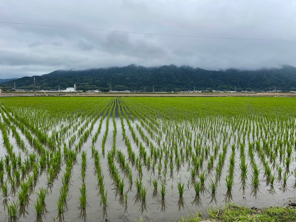 Rice paddies. My family must have planted rice in fields like this.