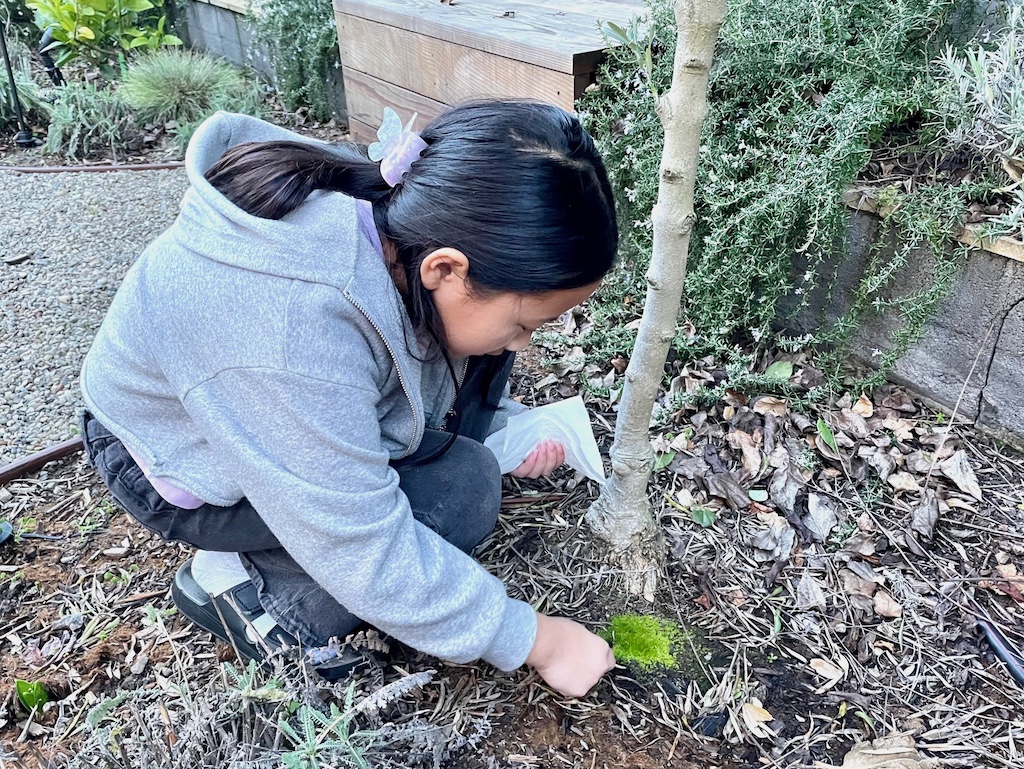 Child digs moss using a spoon. The moss will be the base for her terrarium.