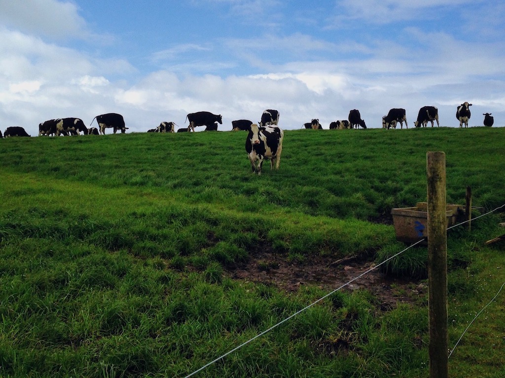 Cows grazing in Ireland. Milk from Ireland's grass-fed cows is used to make Kerrygold butter and cheeses.