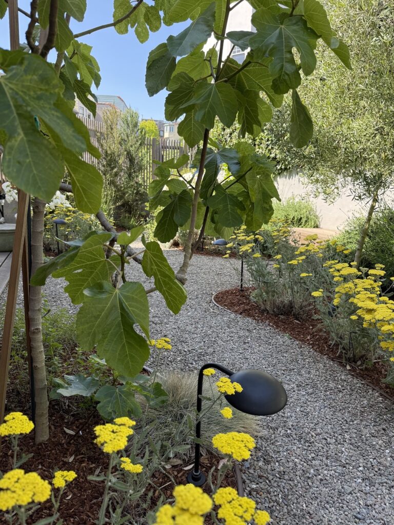 Setting for the garden party; garden in bloom. Fig and olive trees are iconic in Provence.