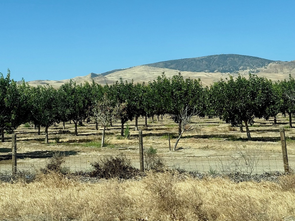 Orchards along Interstate 5 (I-5) in California. One of the sights enjoyed during car travel.