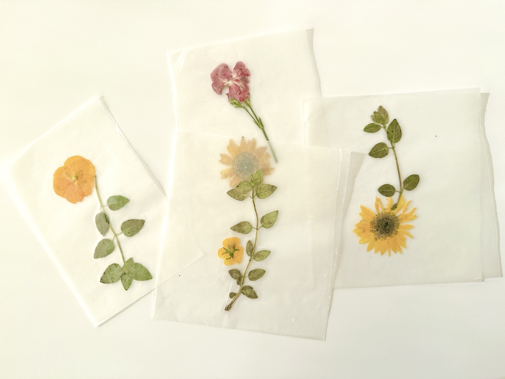 Flower are encased between two sheets of wax paper and ironed on low setting to fuse.
