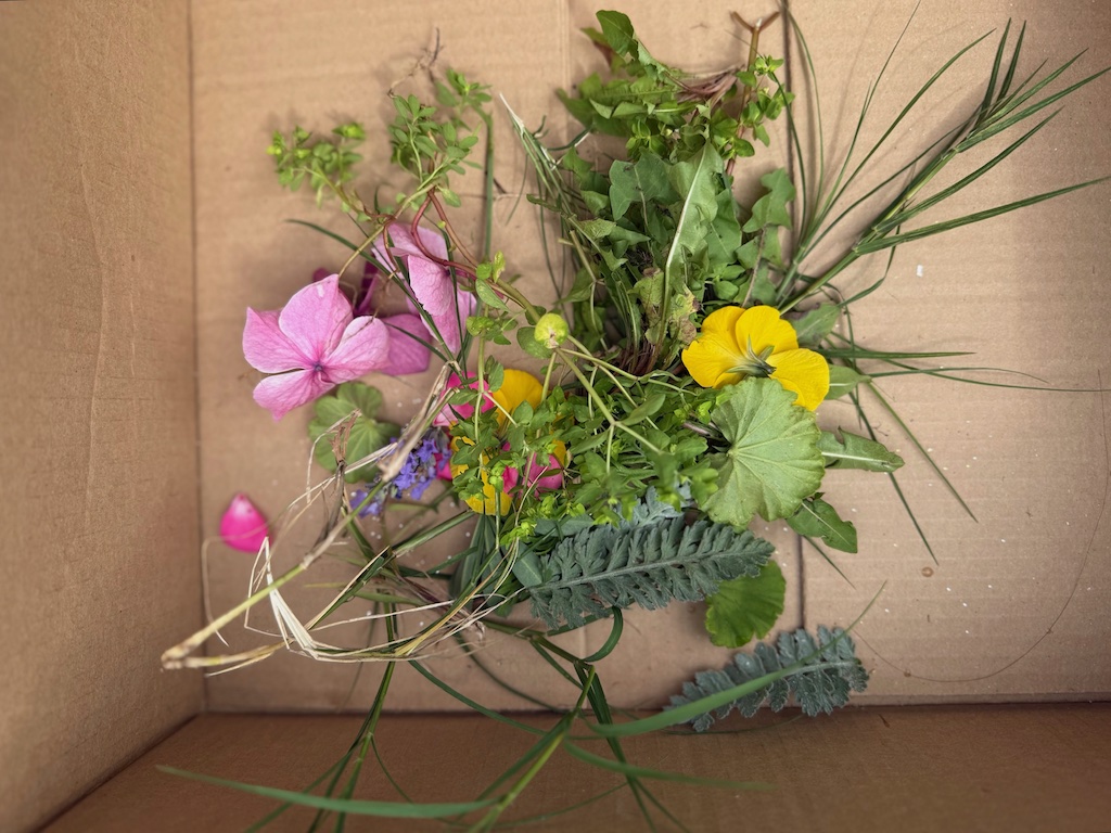 Flowers and leaves picked and ready to press between pages of a discarded book.