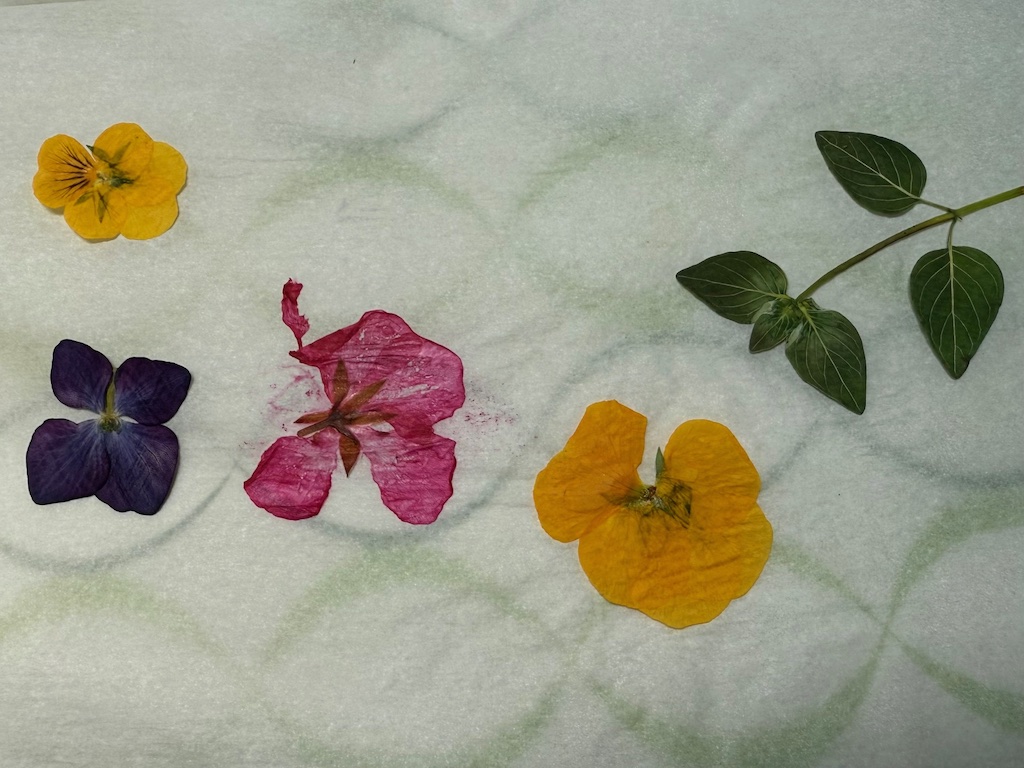 Flowers ironed between parchment paper was reasonably successful.