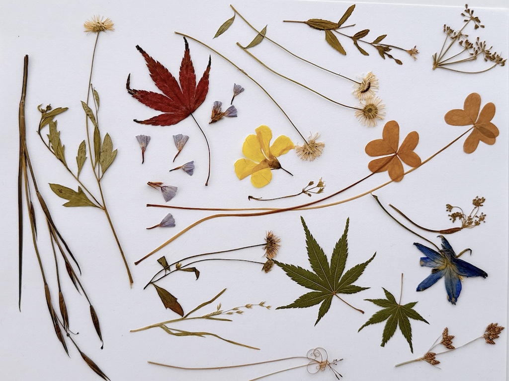 A selection of pressed flowers and leaves, including grasses like clover.