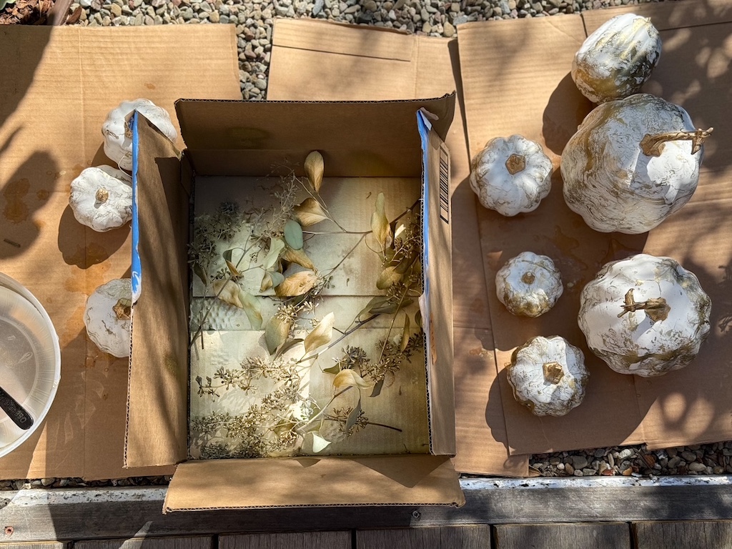 Set to dry on cardboard: gilded pumpkins and gold-sprayed leaves.