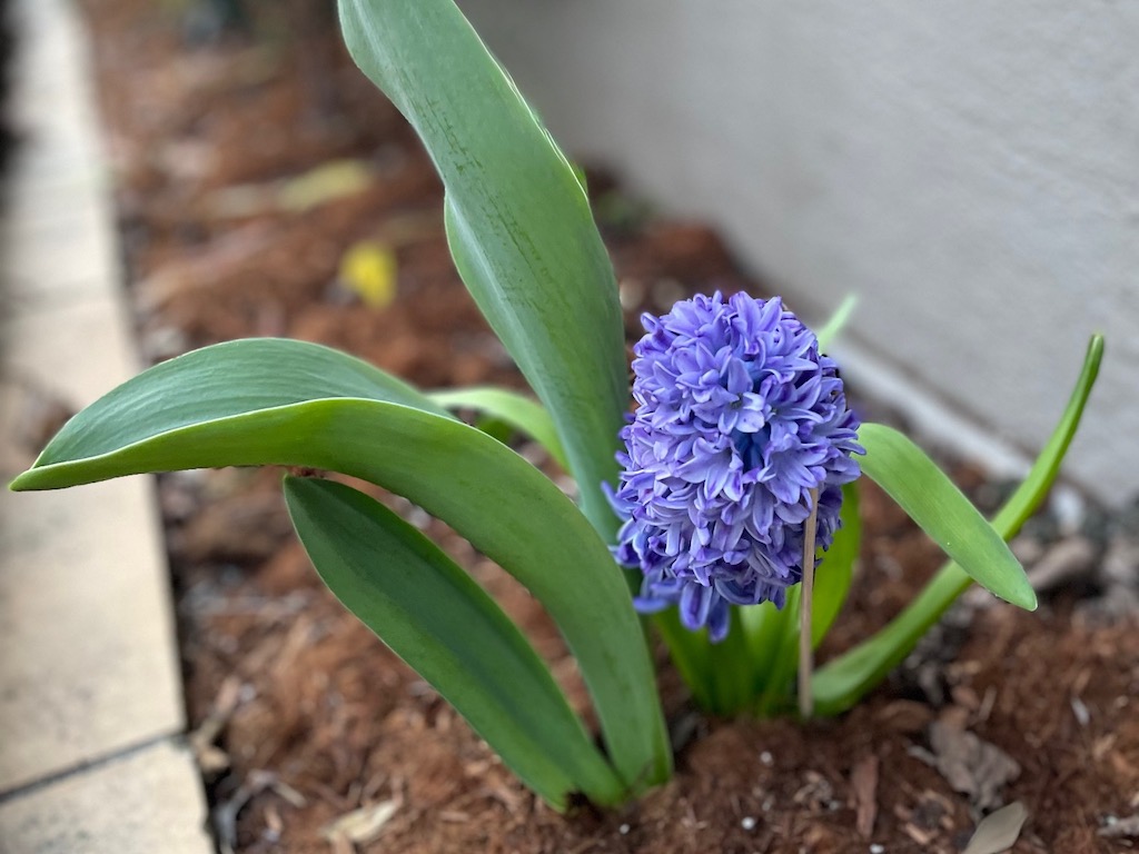 Support a top-heavy hyacinth with a disposable chopstick, staked in the ground.