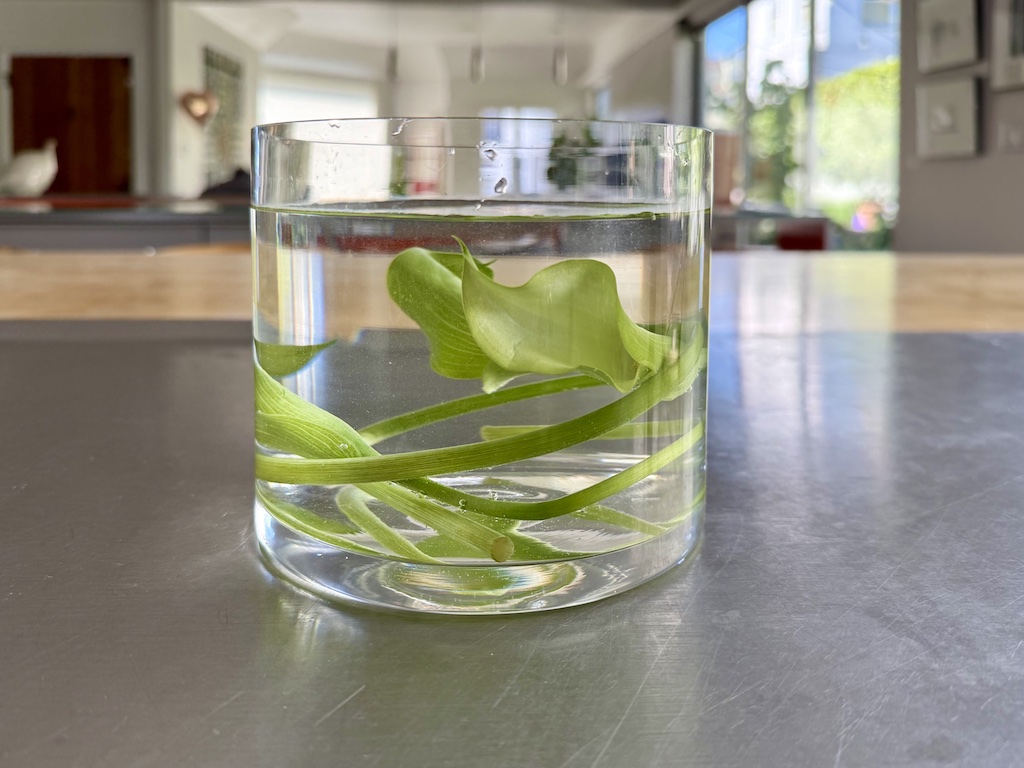 Mini calla lilies are coiled in a glass vase filled with water. The coiled stems keep the flowers in place.